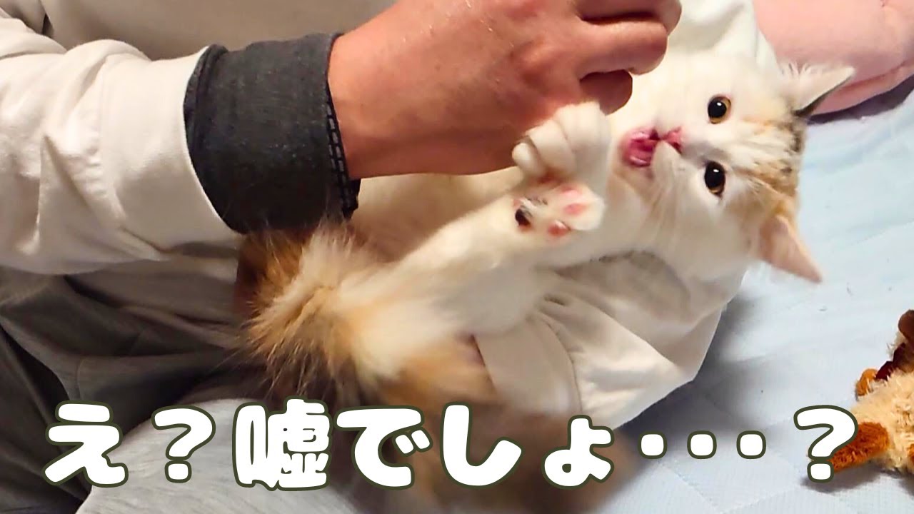 あの塩対応すぎる猫がついに･･･！！！【ラガマフィン】【ragamuffin】