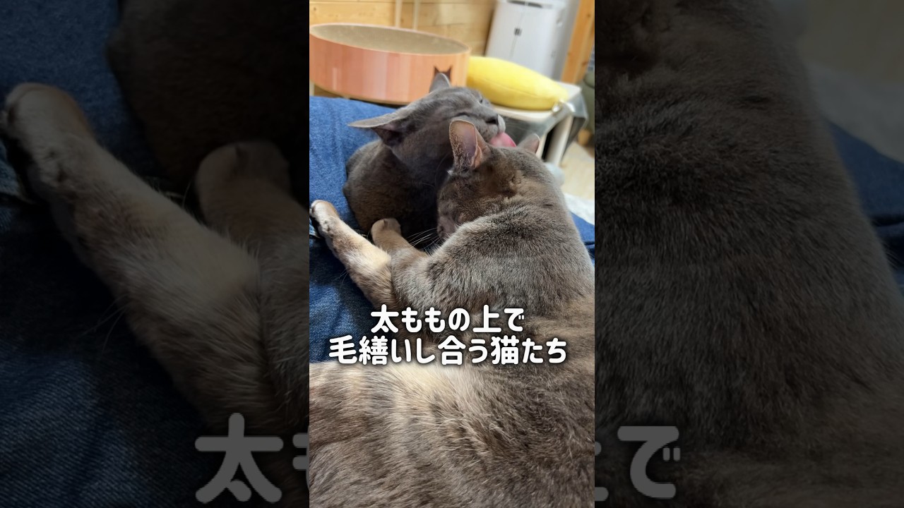 膝上で毛繕いする猫たちが可愛すぎるけど◯◯に困ってます…#shorts #cat #猫 #猫動画
