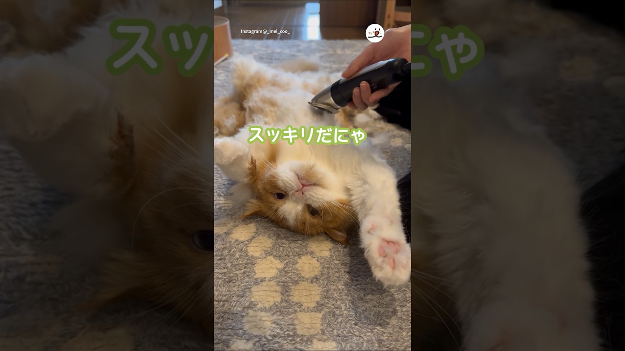カットも余裕綽々｜PECO #スコティッシュフォールド#猫 #愛猫家 #猫動画 #猫のいる暮らし #scottishfold #cat #catlover #catvideos #catlife