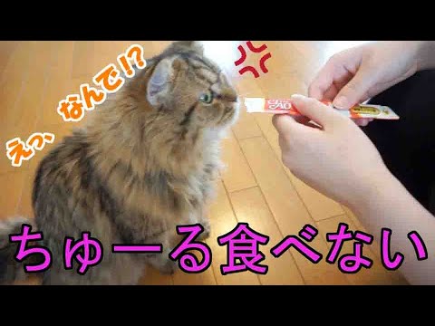 え？なんで！？ちゅーるを食べてくれない猫☆マンチカン
