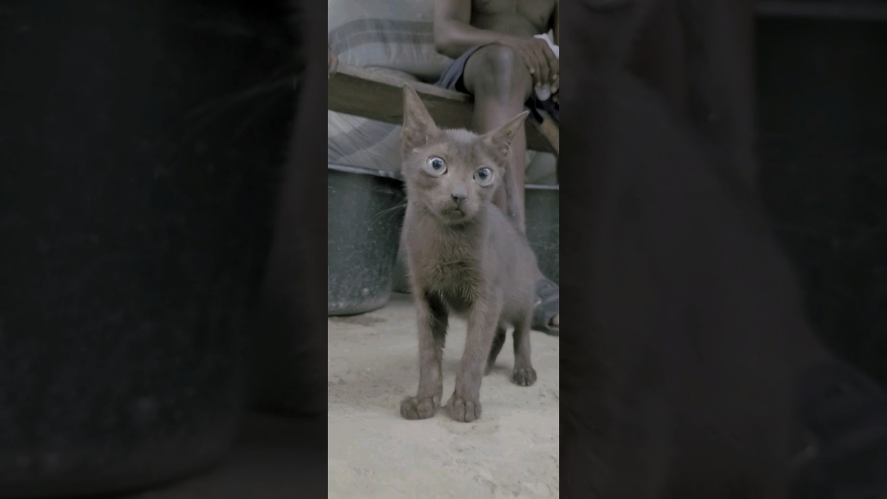 The Most Adorable Black Kitty in Our Township - #cat #black cat