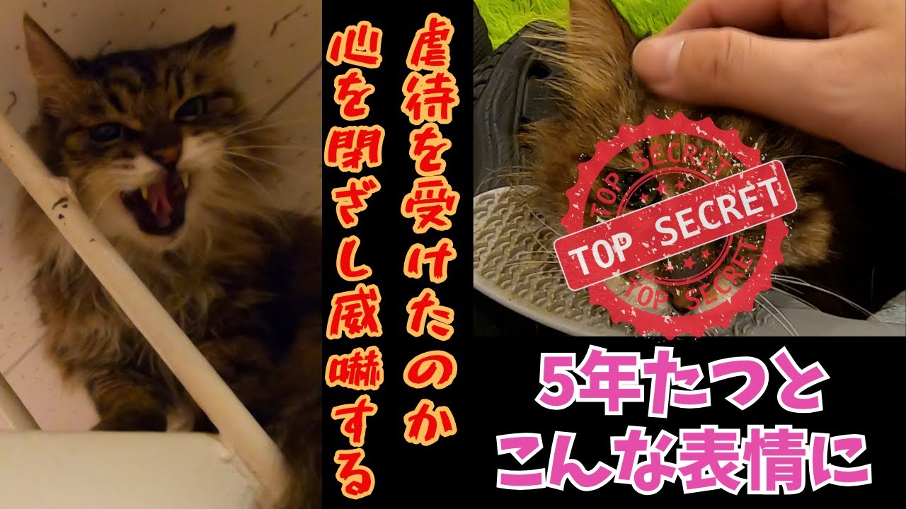 心を閉ざしたメインクーン似の長毛猫は威嚇に猫パンチ　初めて膝乗りで甘える（Before after）難波猫の恵庭　A sheltered cat with a closed heart
