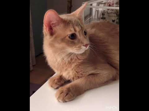 天敵に歩み寄るソマリの子猫