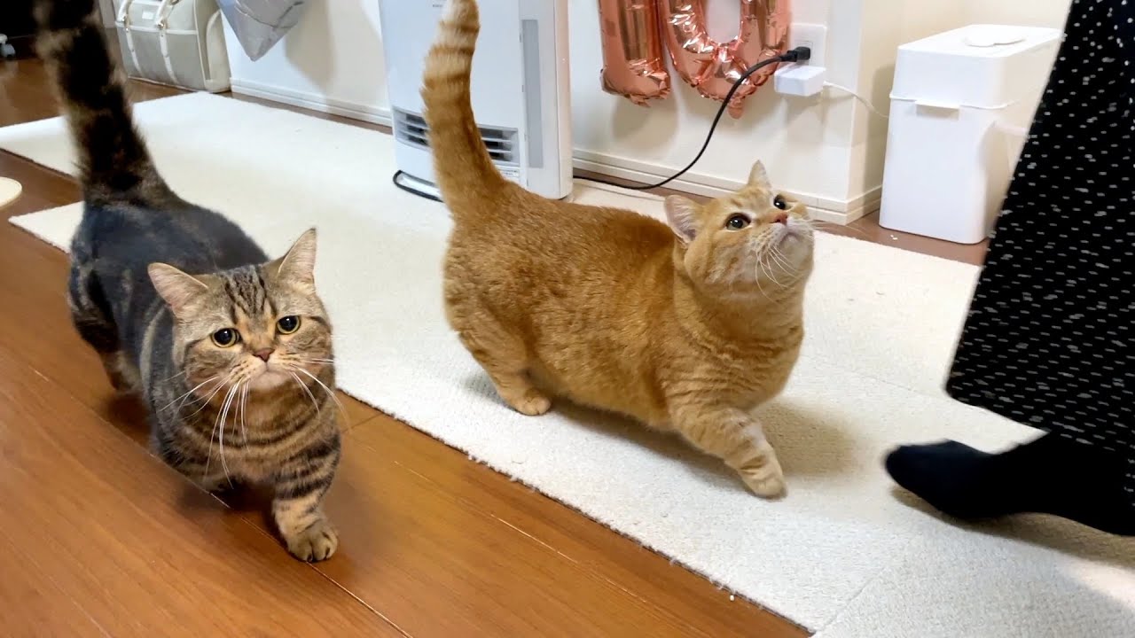 ママからのバレンタインプレゼント！のはずが…？