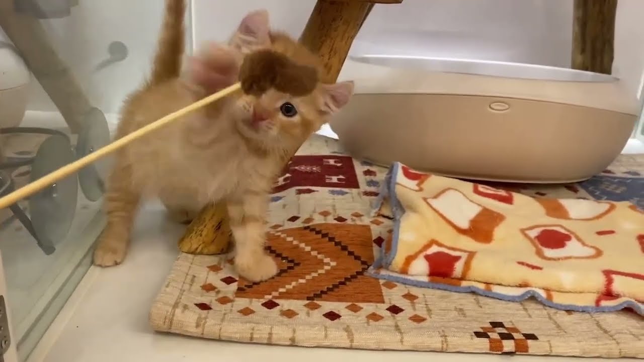 アメリカンカール 男の子 2023/12/17生まれ