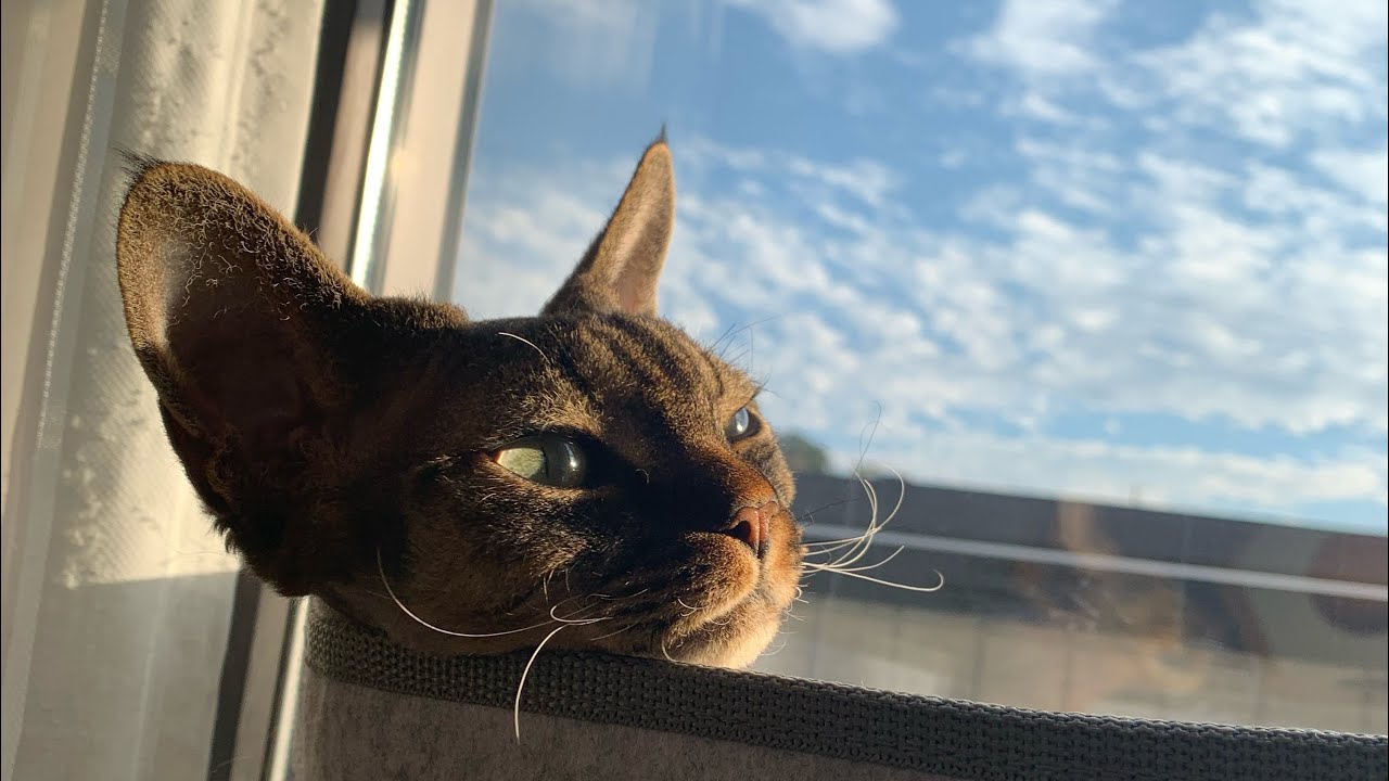 デボンレックス弟が新しいハンモックでリラックスしています(Devon Rex cat lying comfortably in the new hammock)