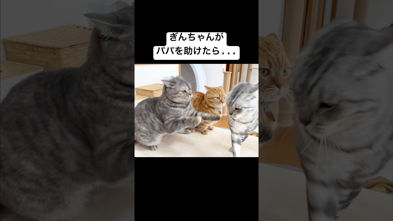 ぎんちゃんが茶々パパを助っ人したらまさかの... #猫 #マンチカン #shorts