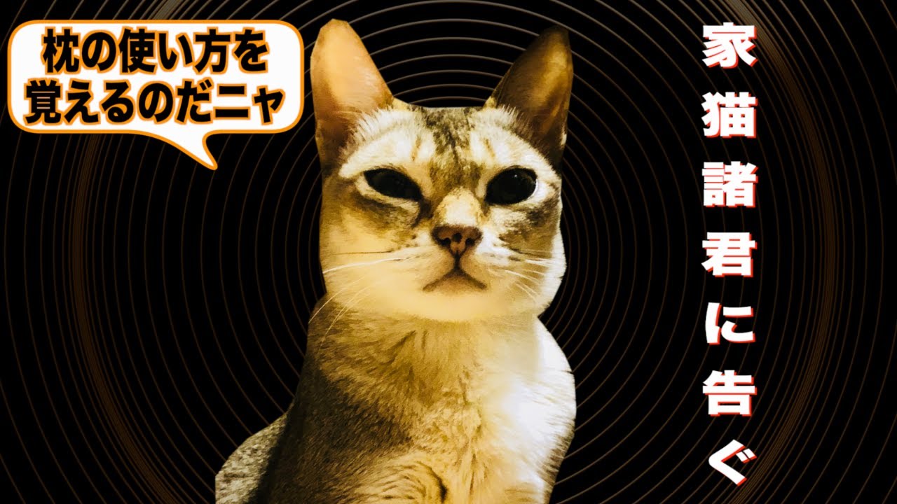 この猫がお父ちゃんの枕を占領しています・・・