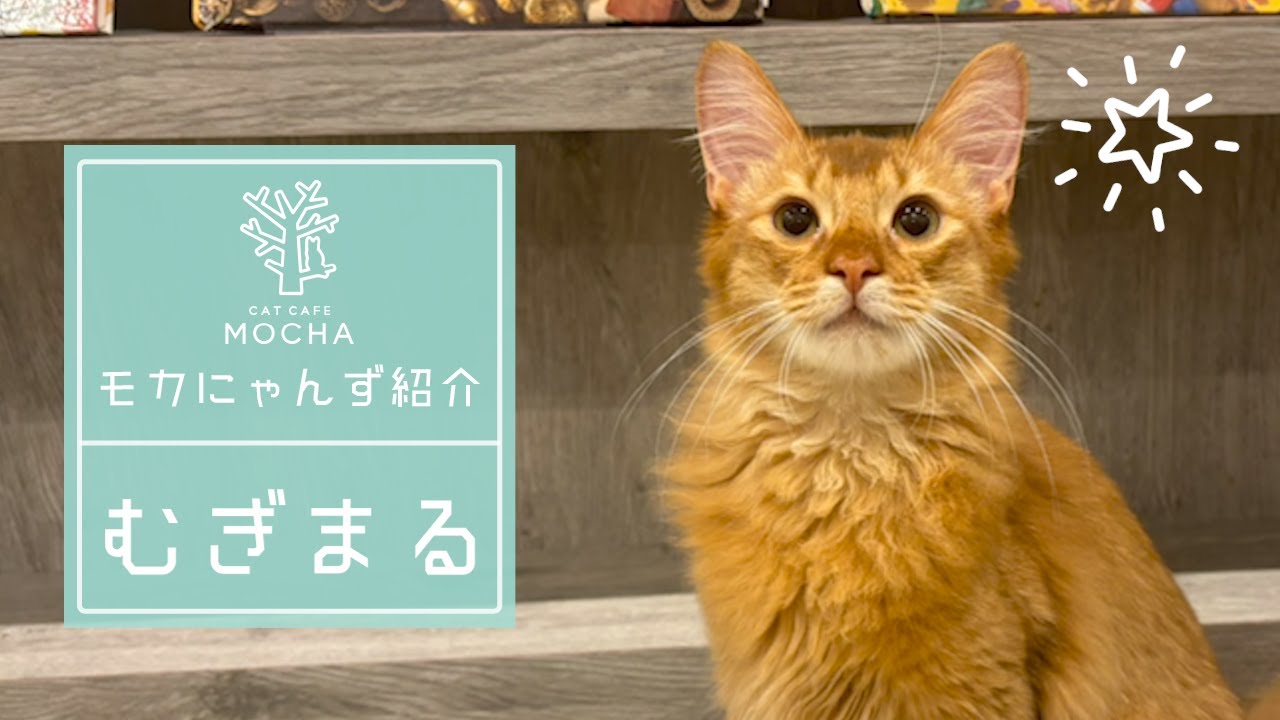 むぎまる（ソマリ♂）立川店