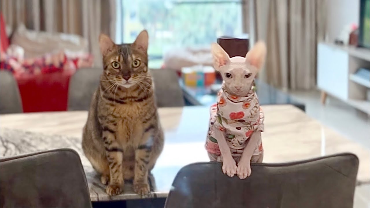 ご飯待ちの毛のない猫たちが可愛すぎる【スフィンクス猫】
