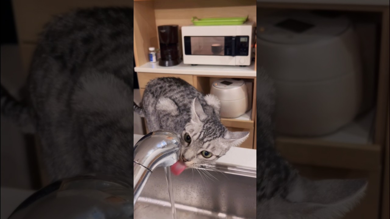 蛇口🚰から飲むのが日課のユキオさん😅 #cat  #ニャン #オシキャット