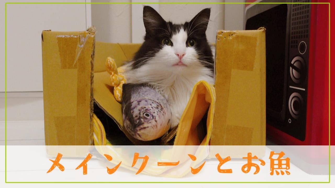 メインクーンとお魚