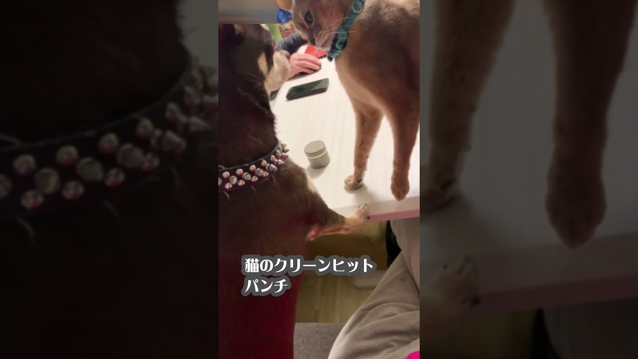 猫のクリーンヒットパンチ #shorts  #アビシニアン #チワワ #猫パンチ