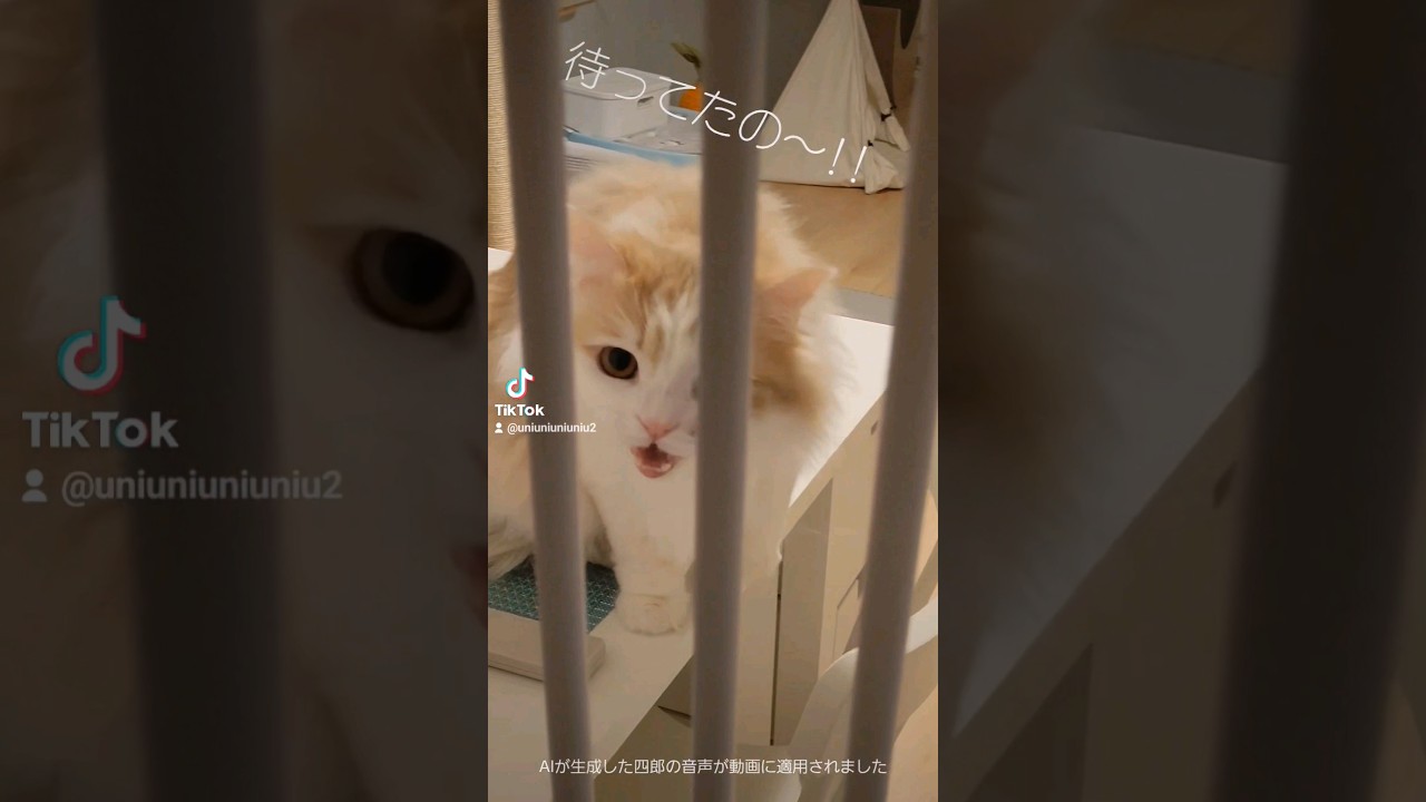 今日のおかえり #ラガマフィン #猫のいる暮らし #shorts