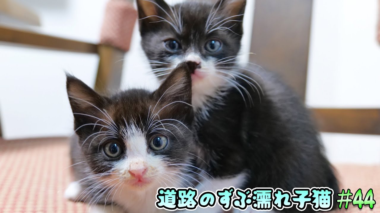 運命の日の前日！保護した子猫を前に葛藤に苦しみ続けた猫好き夫婦の最後の話し合い🐈🐈【道路のずぶ濡れ子猫 #44】