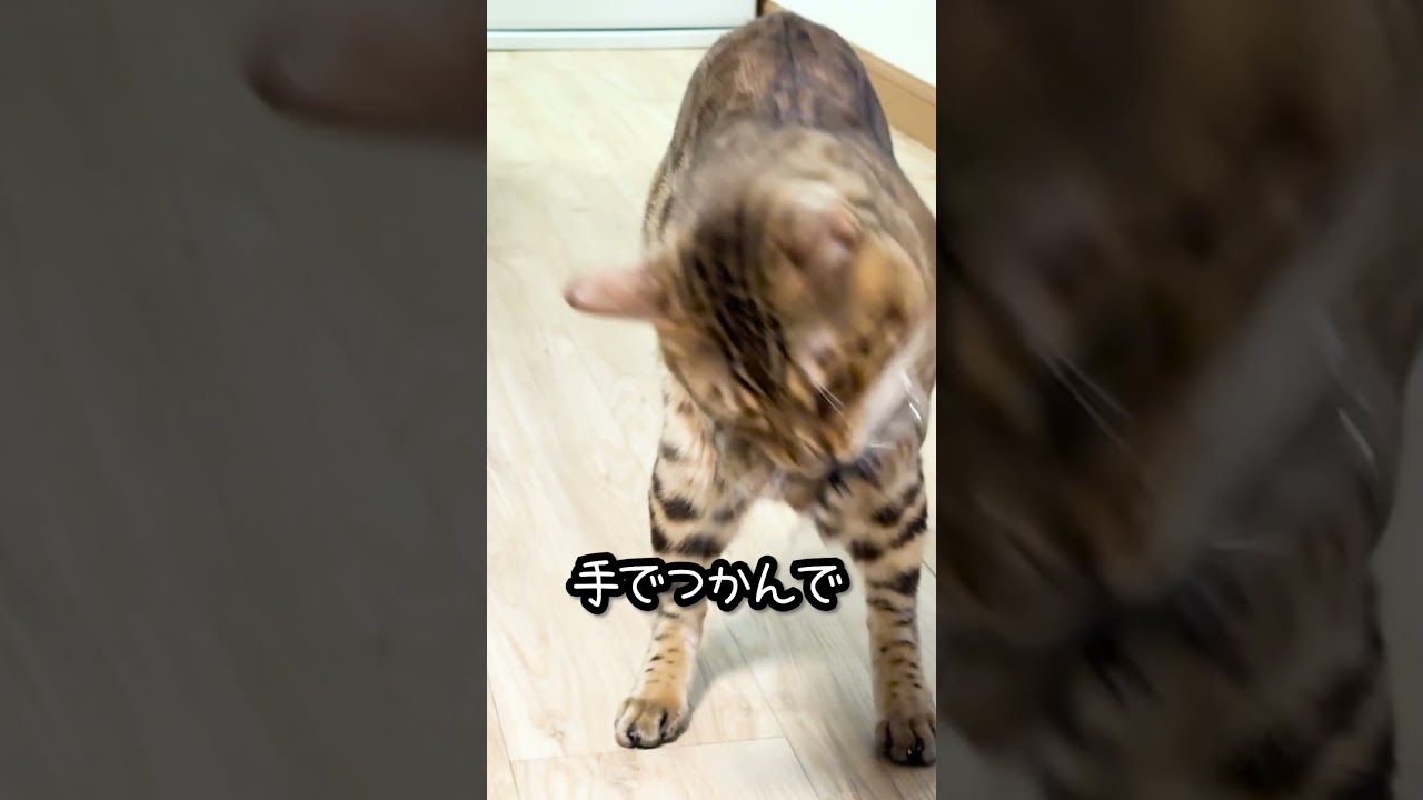 すごいテクニックを編み出したベンガル猫 #shorts #ベンガル #猫