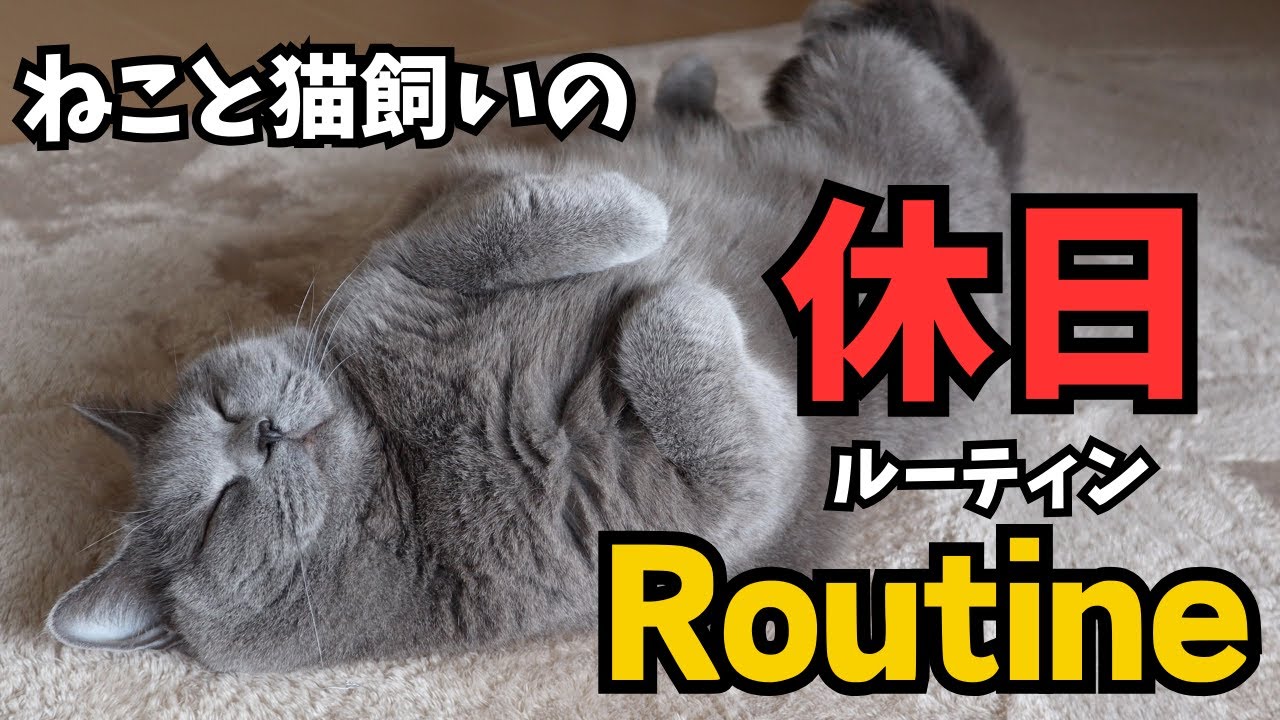 ねこと猫飼いの休日ルーティン／ブリティッシュ／スコティッシュ／
