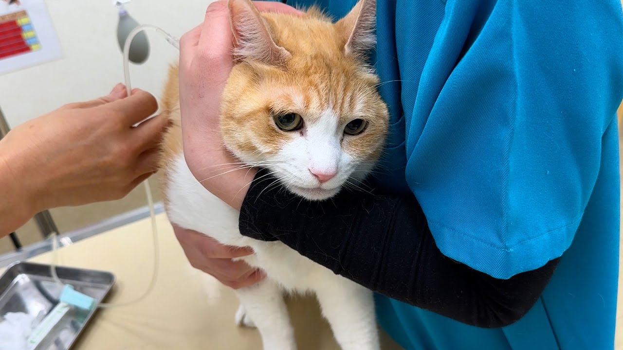 大嫌いな点滴をされて全ての感情を失ってしまう猫