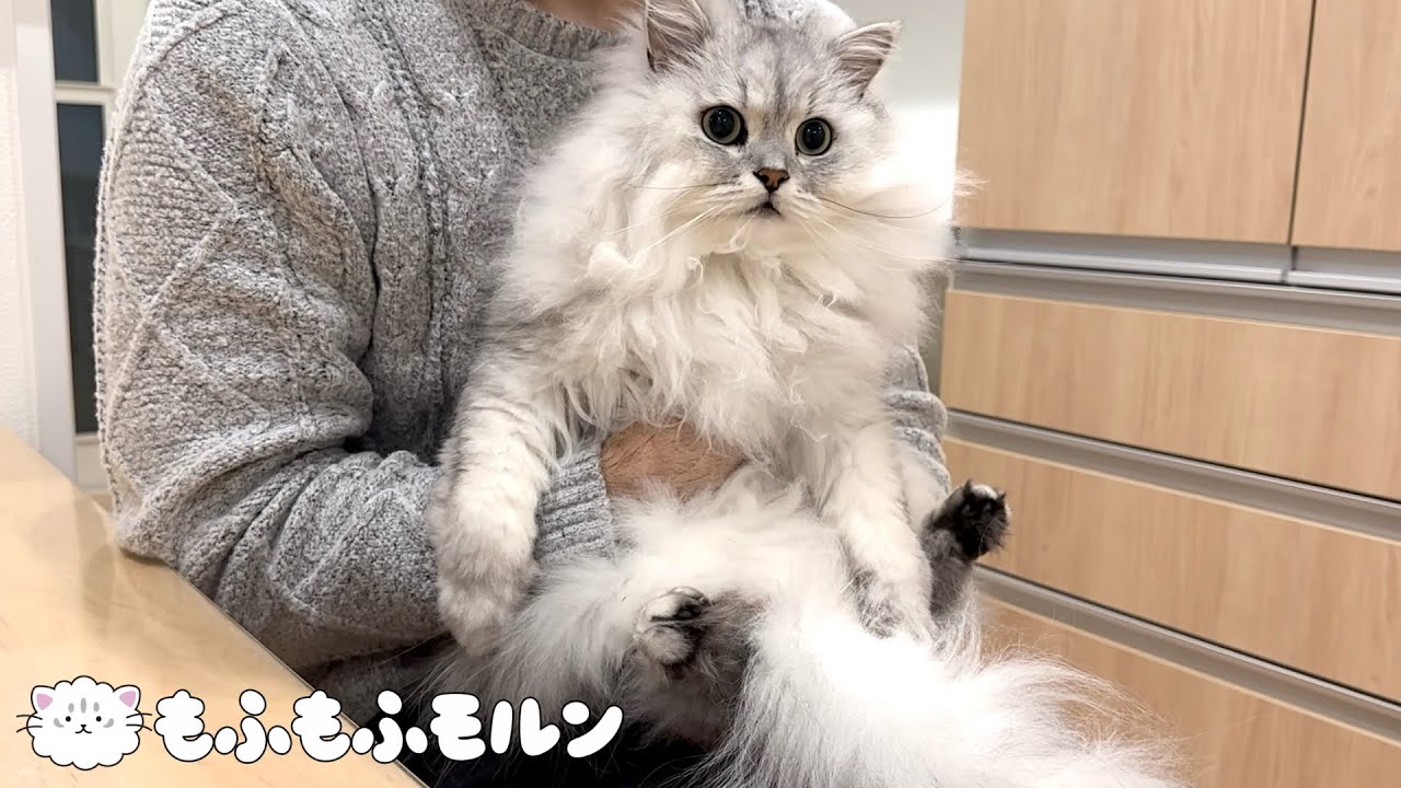 もふもふ猫兄妹のお手入れはこのスタイルになりました 【サイベリアン】