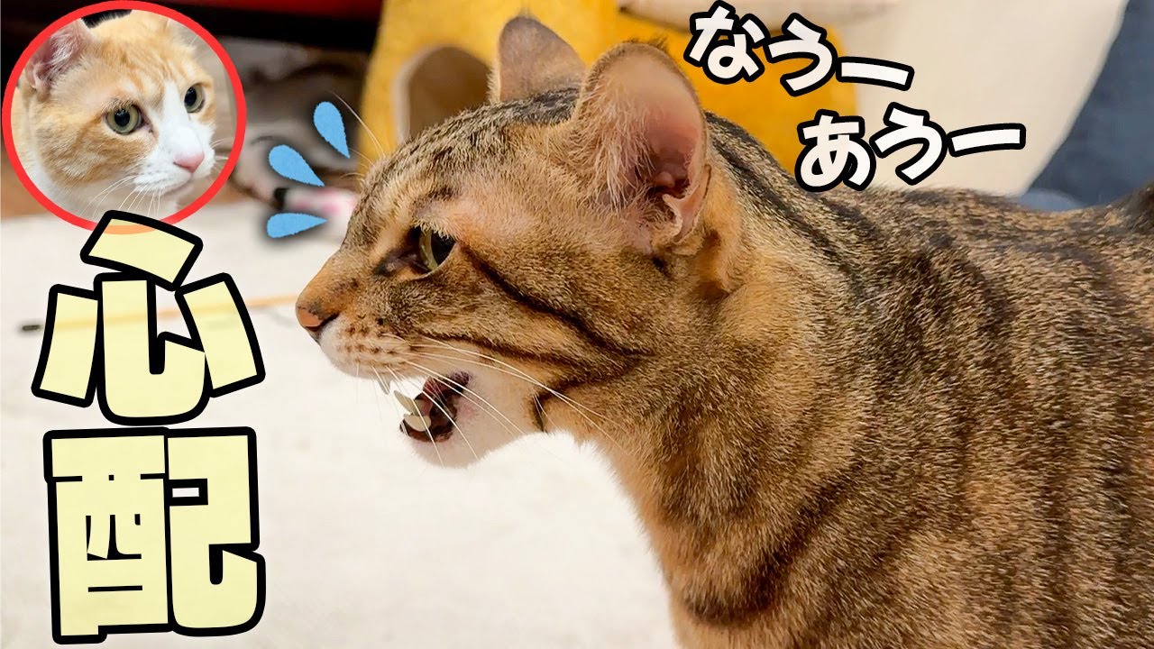 体調を崩してしまった弟が心配で様子がおかしくなってしまう兄猫