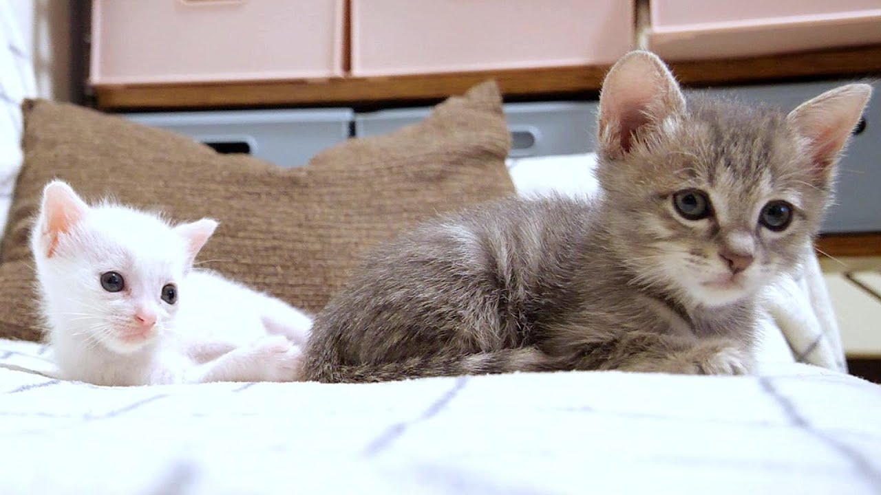 ひとりぼっちだった白子猫はお兄ちゃん子猫が仲良くなれて嬉しそうに遊び始めました【赤ちゃん猫　保護猫】