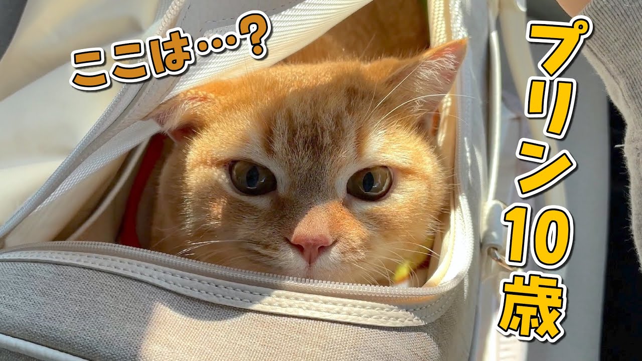 プリン10歳の誕生日プレゼントはまさかのアレに決めました…！