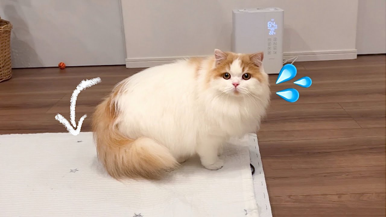 飼い主が入院のため、友達と2人っきりになってしまった猫がこうなっていました