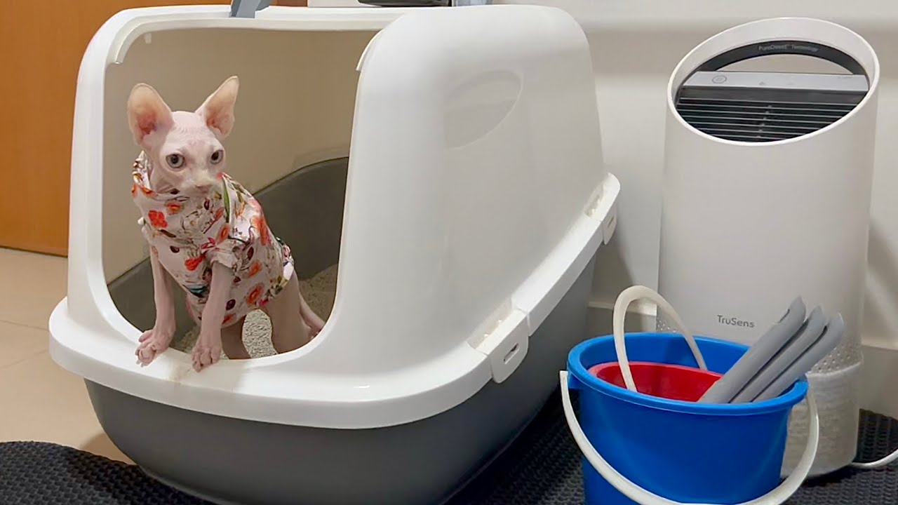 新しい家に馴染んできた毛がない新入り子猫【スフィンクス猫】
