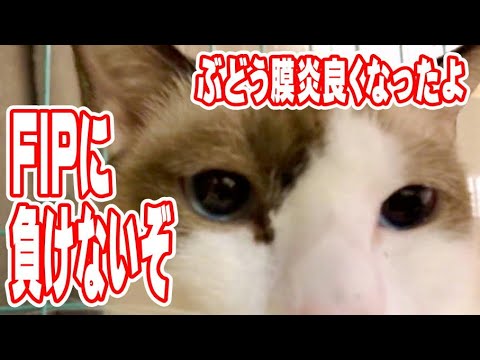 シャムちゃんの瞳に恋してる【保護猫ハウス日記】FIPに負けないぞ