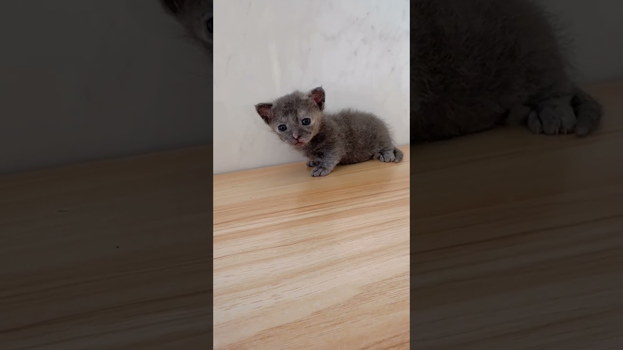 短足巻き毛スクーカム女の子🩷 【お問合せ詳細は説明欄に記載あります】 #スクーカム #ブリーダー直販 #マンチカン #ミヌエット #ラパーマ #子猫 #子猫販売 #猫 #猫のいる暮らし #猫動画