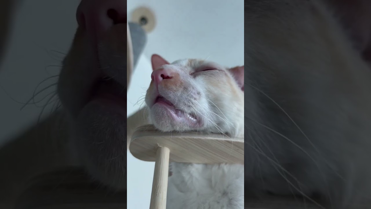 My Cat Can't Stay Awake Any Longer
