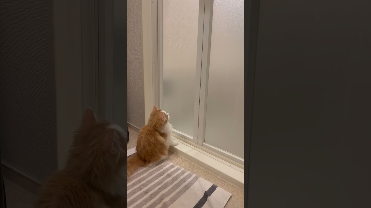出待ちガチ勢のねる #cat #ラガマフィン #ragamuffin #猫 #猫のいる暮らし