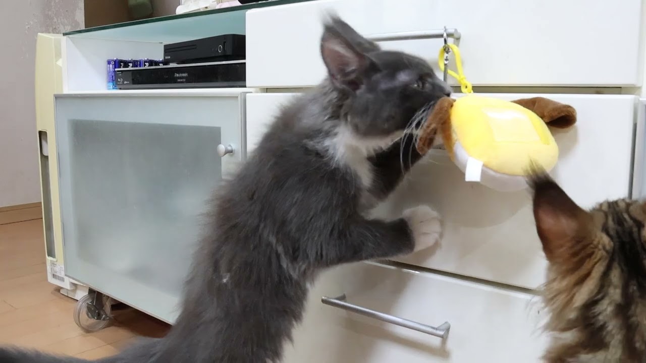 おもちゃを買ってきたよメインクーンの子猫たち