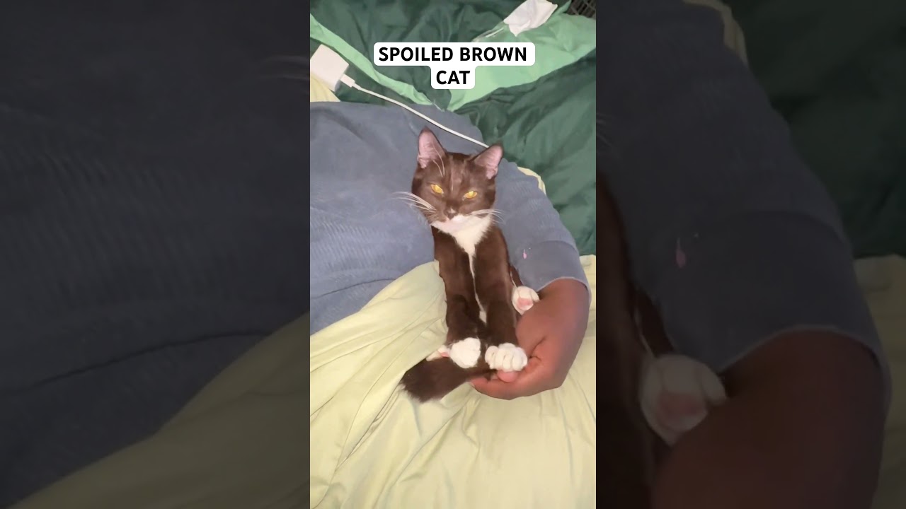 Spoiled Brown Cat #cat #browncat #short #shorts