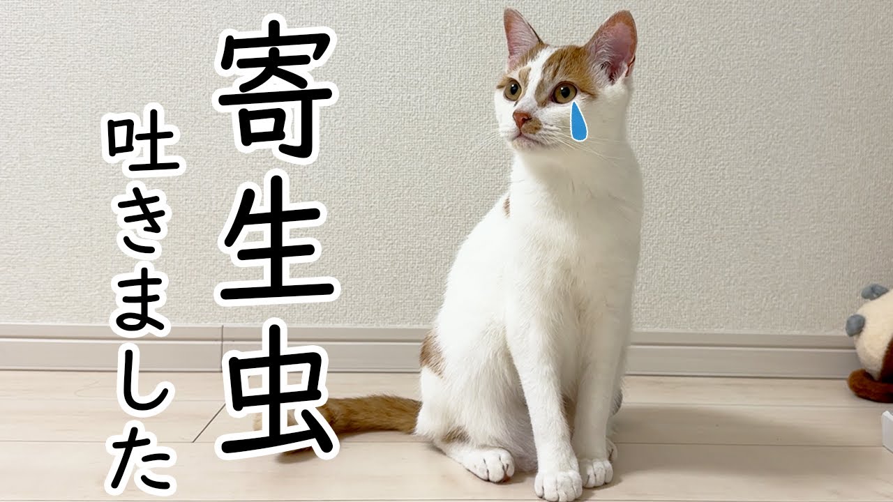【閲覧注意】子猫が突然寄生虫を吐いたので急遽病院へ！