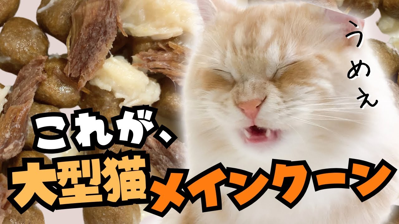 メインクーンのガリガリ音が響く深夜のご馳走！音と表情が癖になる猫の咀嚼音ASMR【mainecoon cat eating sound】