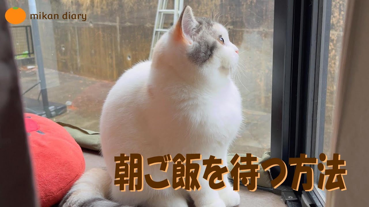 【スコティッシュフォールド】朝ごはんを待つ方法　朝の運動会卒業しました