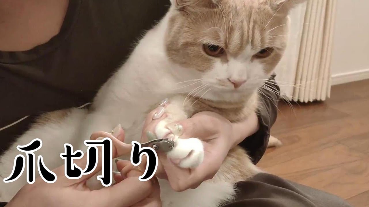 猫さんの爪切り！上手に切れるかな #23【スコティッシュフォールド】