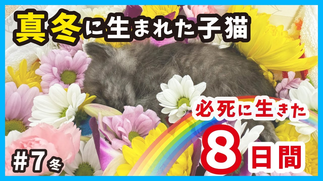 【追悼】子猫が、虹の橋を渡りました‥。救えなくてごめんね。。（冬7）