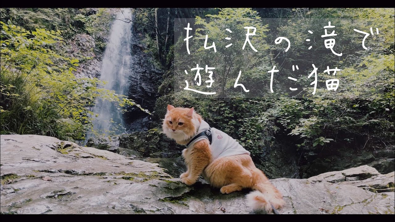 払沢の滝で遊んだ猫【アメリカンカール】