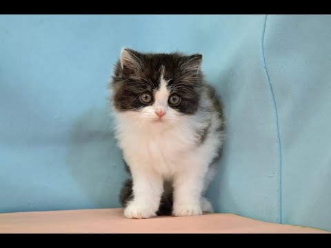 スコティッシュフォールド　No.240208　ペットショップ『ヒラマツケンネル』の子猫