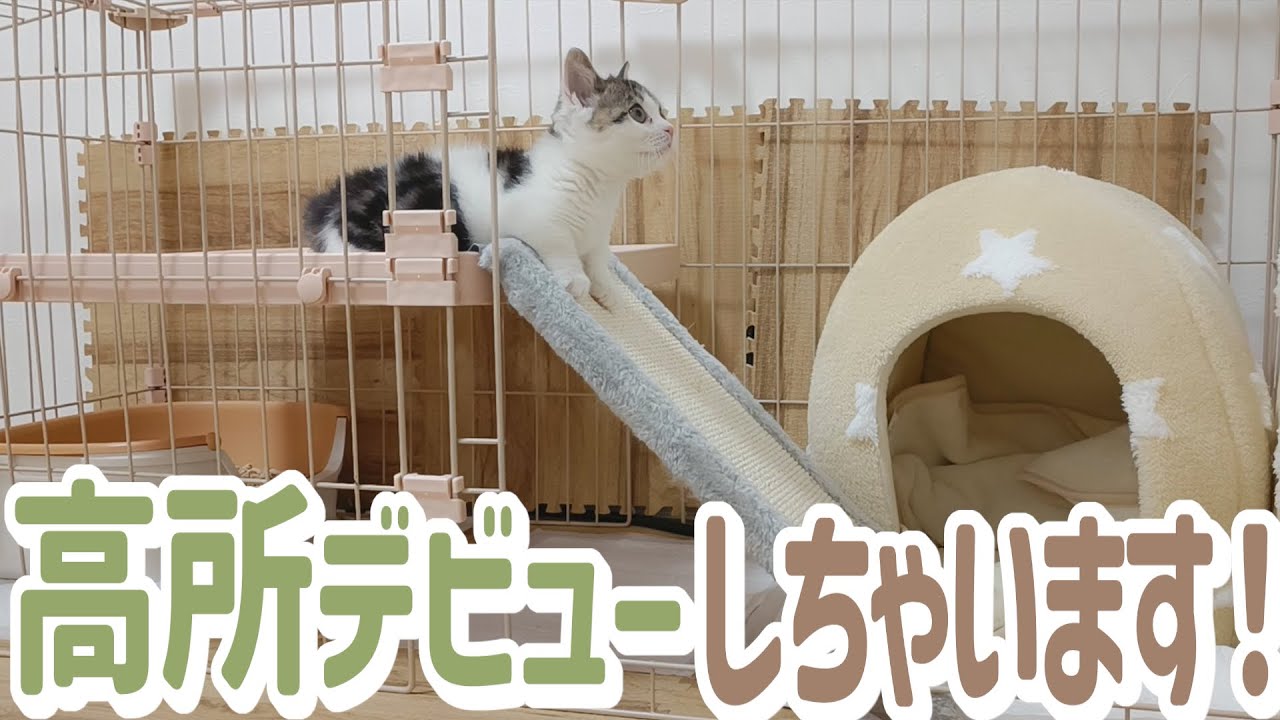 子猫が初めて高い所に登る姿を一緒に見守ってください…！