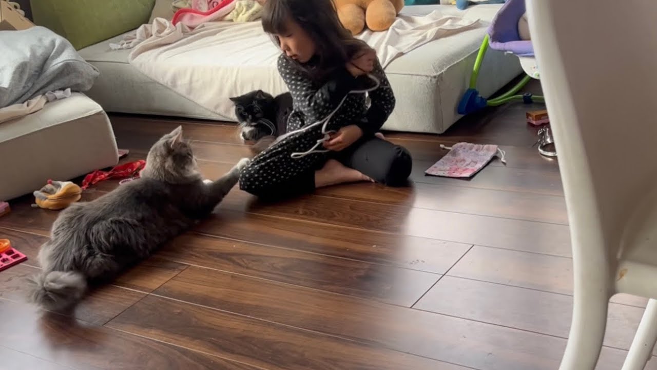 娘に気づかれずに近づく猫　ノルウェージャンフォレストキャット　A cat approaches my daughter without her noticing
