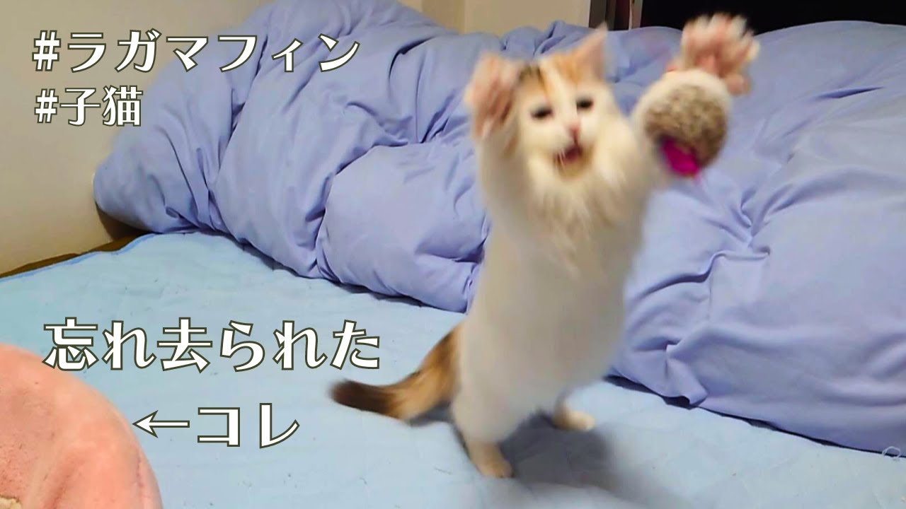 まんまと罠にハマった猫【ラガマフィン】【ragamuffin】