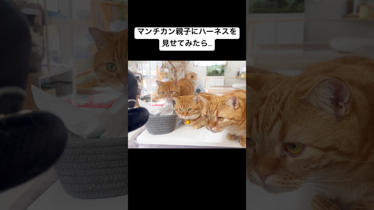 マンチカン親子にお散歩用のハーネスを見せてみたら... #猫 #マンチカン #shorts