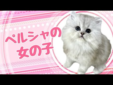 ペルシャの子猫　（平野瓜破）