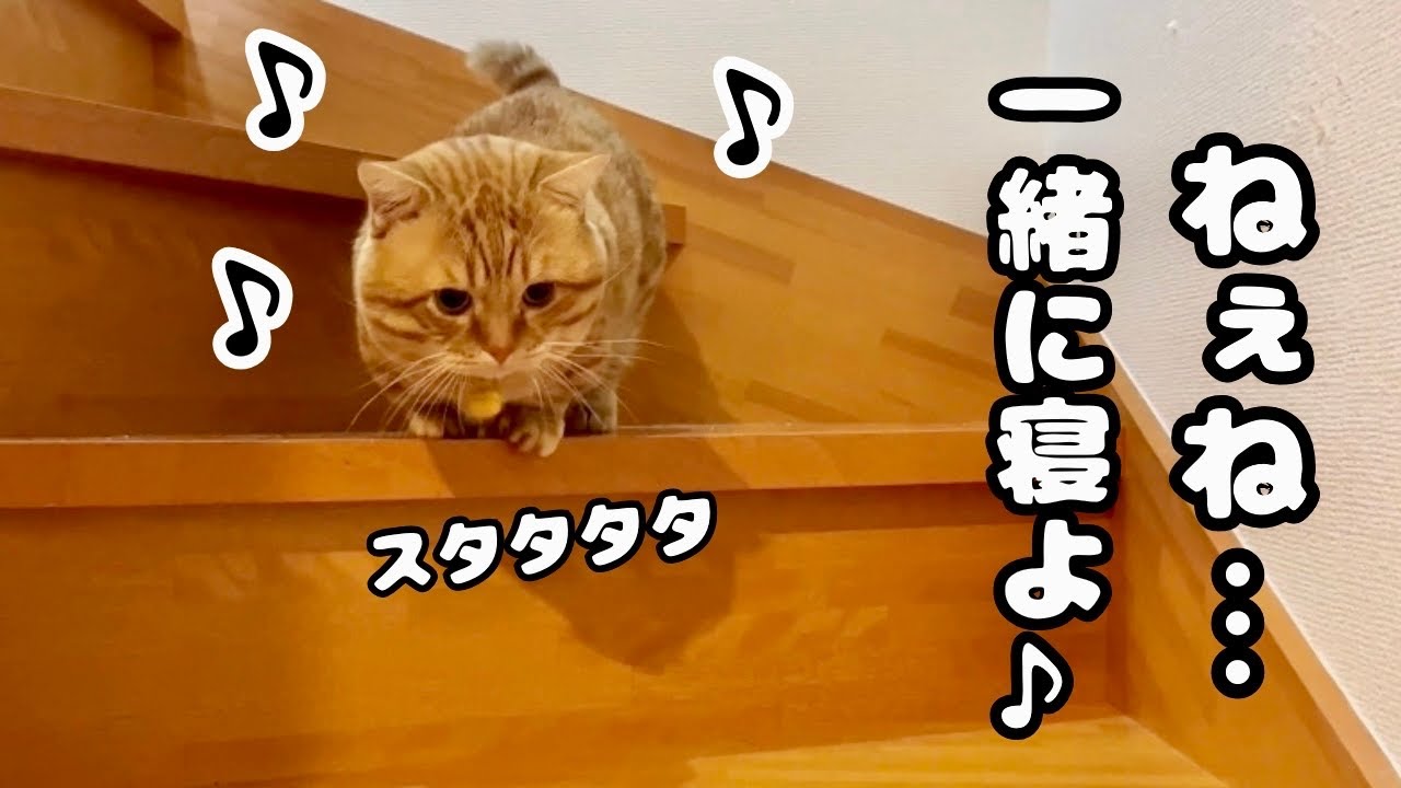 大好きなねぇねと一緒にいるのが楽しくてテンション上がっちゃう愛猫たちがかわいすぎました！ #猫 #マンチカン