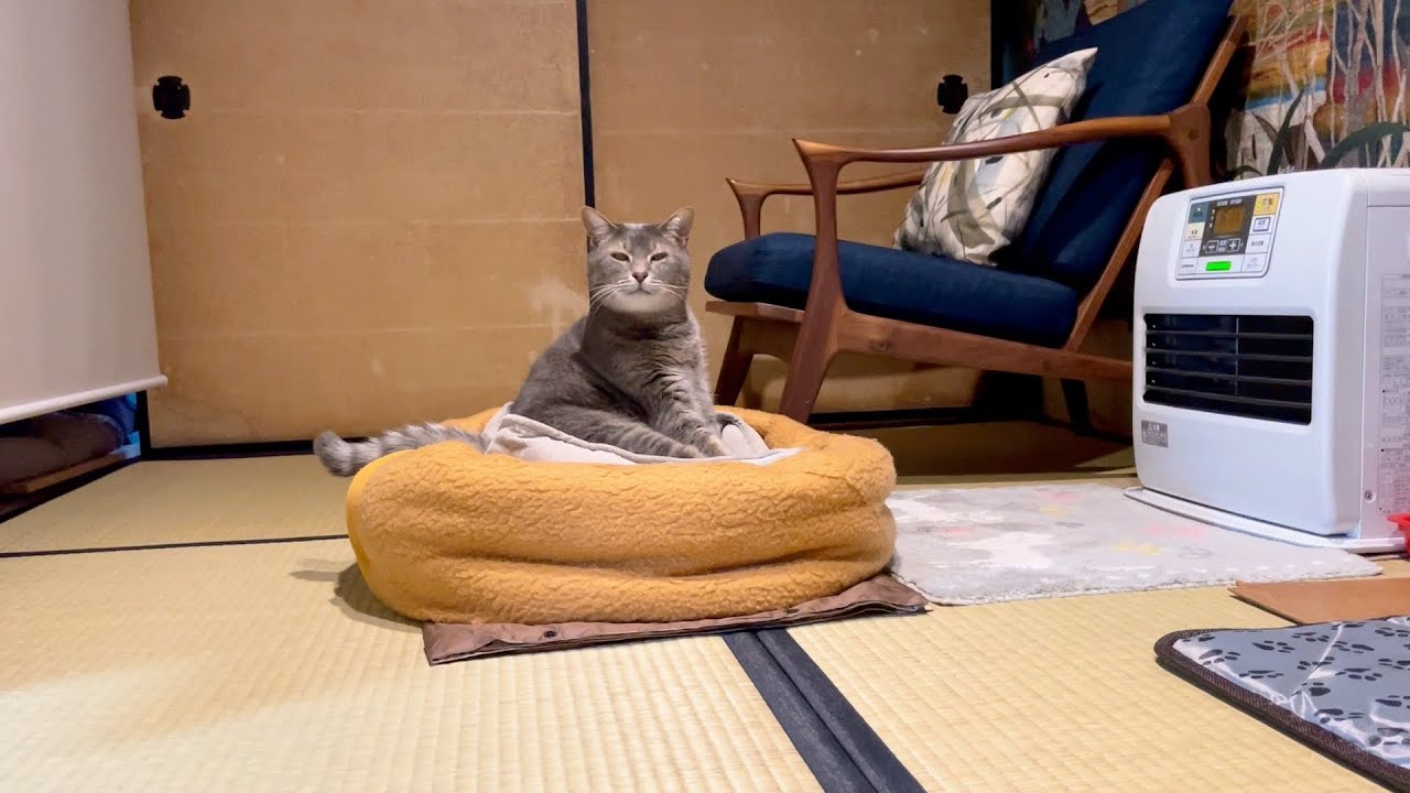 四角いベッドで毛づくろいする猫・・・