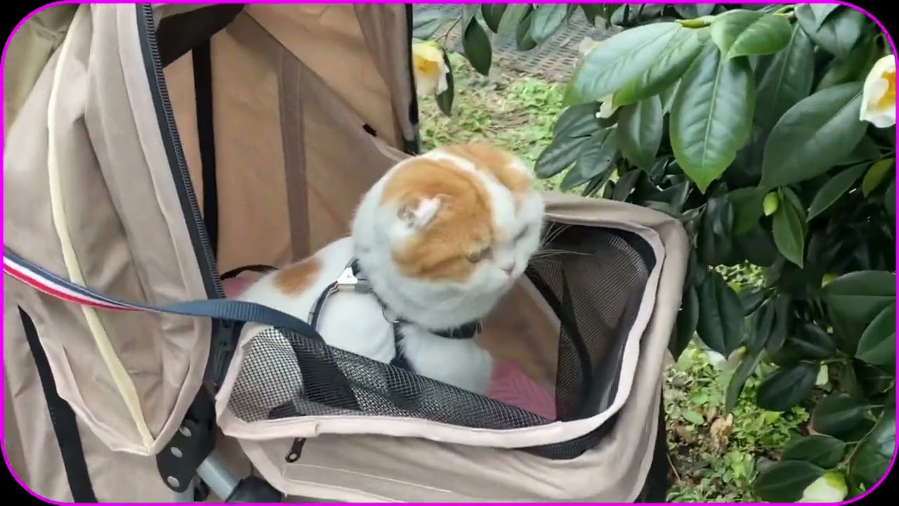 ［散歩する猫］スコティッシュ猫のマリオ君🐱春を、探しに行きました❤️