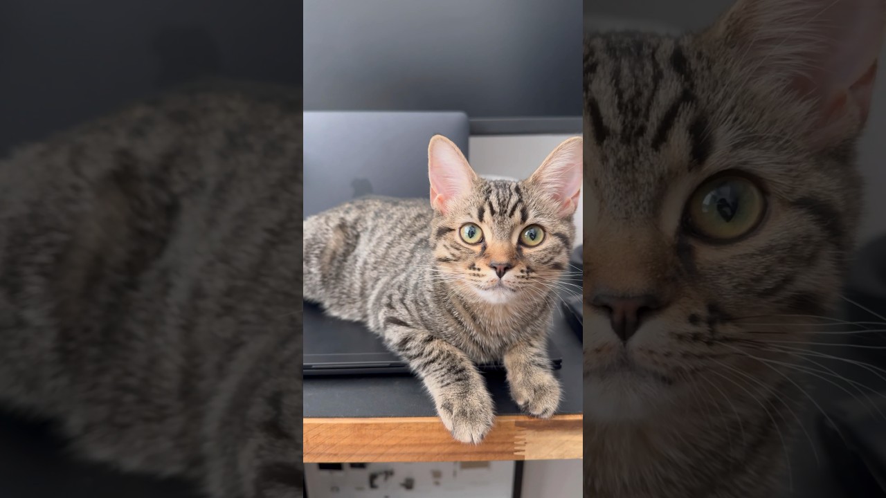 【猫動画】子猫がパパの仕事を邪魔するけど可愛いが勝つ‼︎笑 #shorts